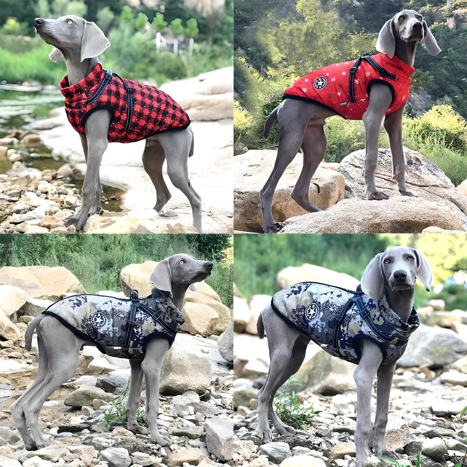 Dogs wearing red plaid and navy FurryFashion Sports Jacket Harnesses in outdoor settings, showcasing stylish and functional designs.