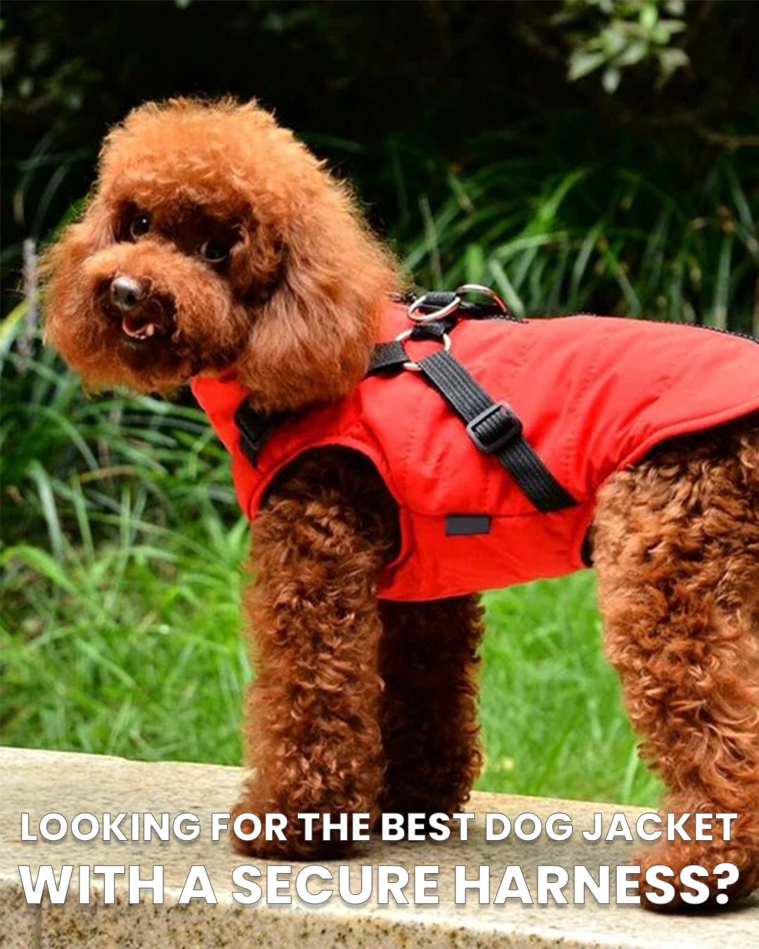 furryfashion_dog_harness_jacket_hot_sale_red trending on sale free shipping